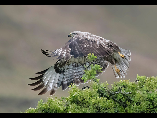 Buzzard-taking-off.jpg